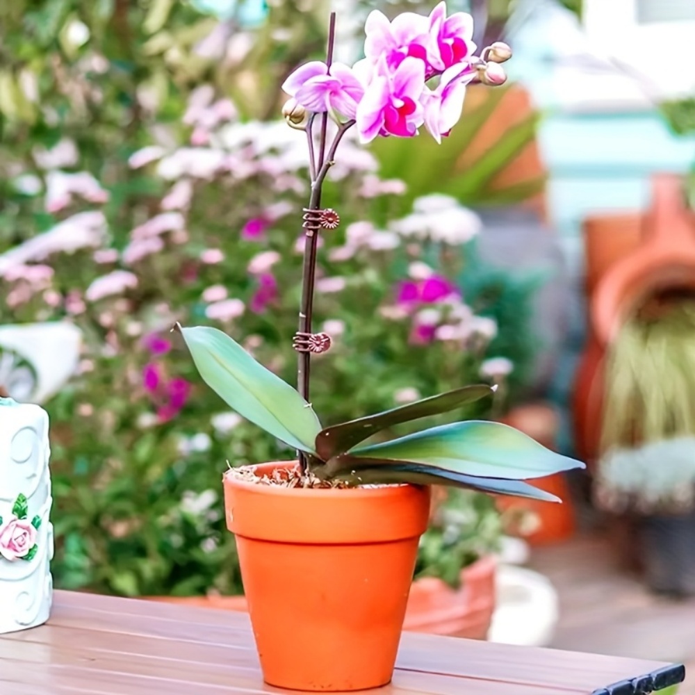 100個の蘭や蔓の園芸用植物クリップ、耐久性のあるPP製支柱 - Plant Parenting のレビューと価格